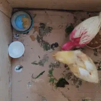 جوجه رنگی 50 روزه