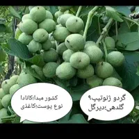 .نهال .انواع درخت مستقیم از نهالستان