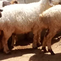 میش