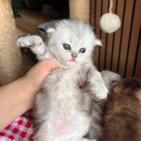 گربه سیلور تبی اسکاتیش|گربه|چالوس, |دیوار