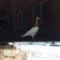 بهودی زردماده|پرنده|سبزوار, امیریه|دیوار