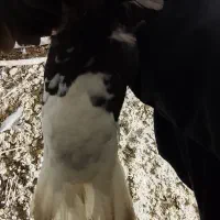 کفتر دم‌سفید|پرنده|عطاملک, |دیوار