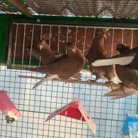 کبوتر|پرنده|مشهد, انقلاب|دیوار