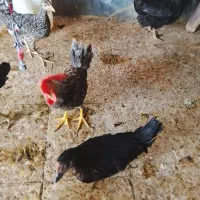 فروش مرغ و خروس