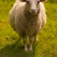 گوسفند بره نر