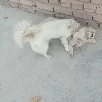 یک عدد سگ پاکوتا نر