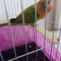 قناری عروس کوتوله مرغ عشق فنچ سهره