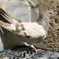 کفتر شکار