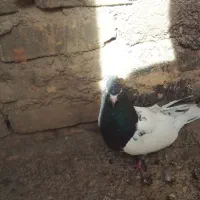 پرنده|پرنده|اسفراین, |دیوار