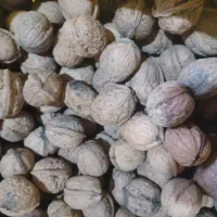 فروش گردوی جنگلی صدرصد طبیعی