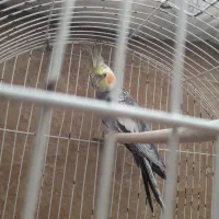 عروس هلندی نر و ماده سالم وسرحال|پرنده|شاهرود, |دیوار