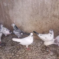 گنجه کبوتر قلمه براجوجه کشی|پرنده|محمودآباد, |دیوار