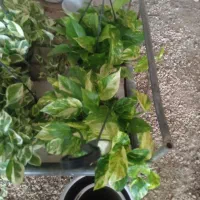 گل و گیاه ترمه