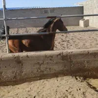 اسب دره شور دختر سلطان غلامی رفسنجان ۴ ساله