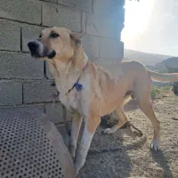 سگ نگهبان|سگ|فراغی, |دیوار
