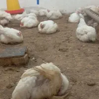 مرغ گوشتی از دونیم کیلو تا سه نیم کیلو هسته
