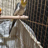 عروس هلندی جفت|پرنده|مشکین‌دشت, |دیوار