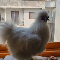 خروس ابریشمی خانگی