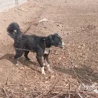 واگزار سگ گله