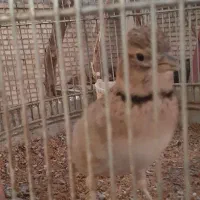 سهره خاکی|پرنده|بلداجی, |دیوار