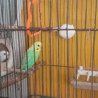 جفت مرغ عشق