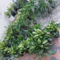 حراج گل های آپارتمانی