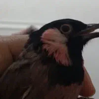 جفت پرنده
