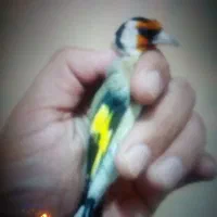 سهره نر|پرنده|رشت, فلسطین|دیوار