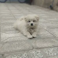 حیوان سگ شیتزو پامر