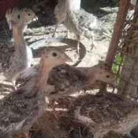 بوقلمون2ماهه