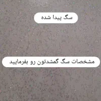 سگ پیدا شده