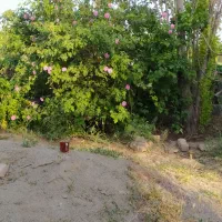 باغ-هزار-متری