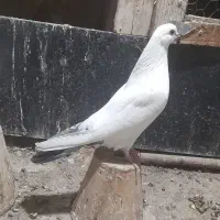 کبوتر جفت گوی گویروخ و یک لوتی بالا