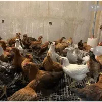 مرغ گلپایگانی 40روزه