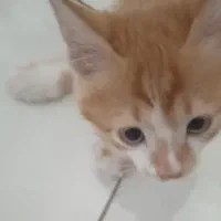 واگذاری بچه گربه|گربه|کرمان, |دیوار