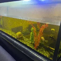 آکواریوم در حد نو