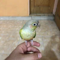 طوطی گیرینچیک