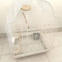 قفس عروس هلندی
