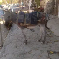 خر. گله ای|حیوانات مزرعه|نیشابور, فضل|دیوار