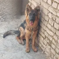 سگ ژرمن  شولاین