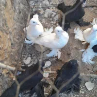 کبوترلوتی‌وسیاه‌پاپر|پرنده|اهر, |دیوار