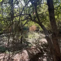 باغچه ۱۰۱۳واقع در زیبادشت|فروش خانه و ویلا|محمدشهر, زیبادشت|دیوار