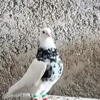 طوق. طوقی