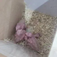 عروس هلندی لوتینیو|پرنده|بندر ماهشهر, |دیوار