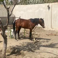 کره اسب|اسب و تجهیزات اسب‌سواری|مشهد, شهرک صنعتی توس|دیوار