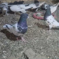 کبوتر کله سیاه|پرنده|شیراز, رکن‌آباد|دیوار