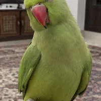 ملنگوسبز