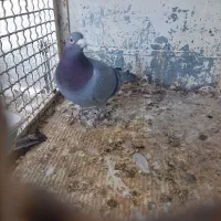 سه کیسه کود کبوتر+۶عددمرغ+۲۵تا کبوتر|پرنده|بیرجند, |دیوار