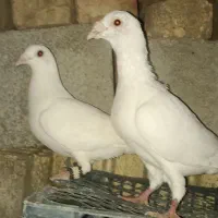 کبوتر فروشی