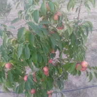 باغ در منطقه کوی نشاط روستای نعمت‌الله